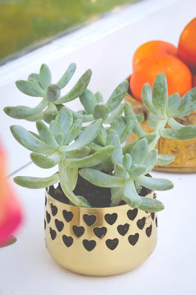 Retro Peacock succulent and vintage brass (1)